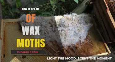 Effective Ways to Eliminate Wax Moths from Your Home