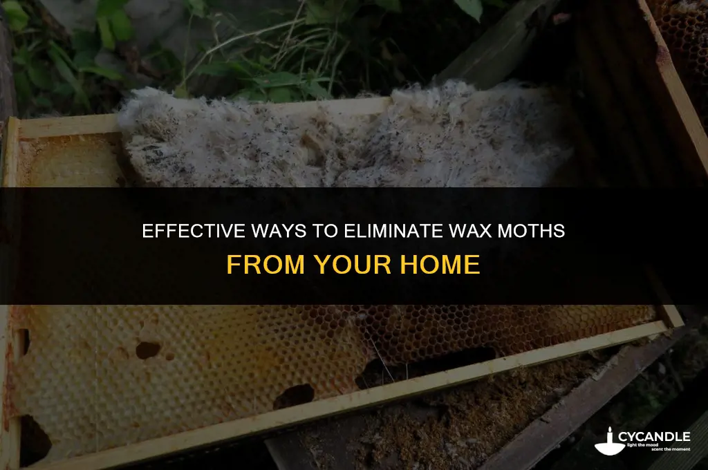 how to get rid of wax moths