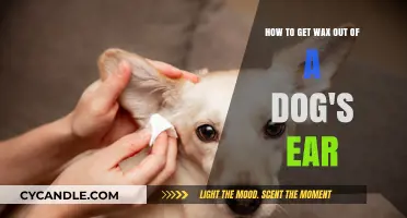 Effective Ways to Safely Remove Wax from Your Dog's Ears