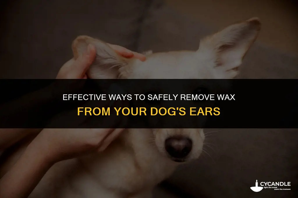 how to get wax out of a dog