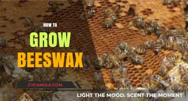 Cultivating Beeswax: A Comprehensive Guide to Growing and Harvesting