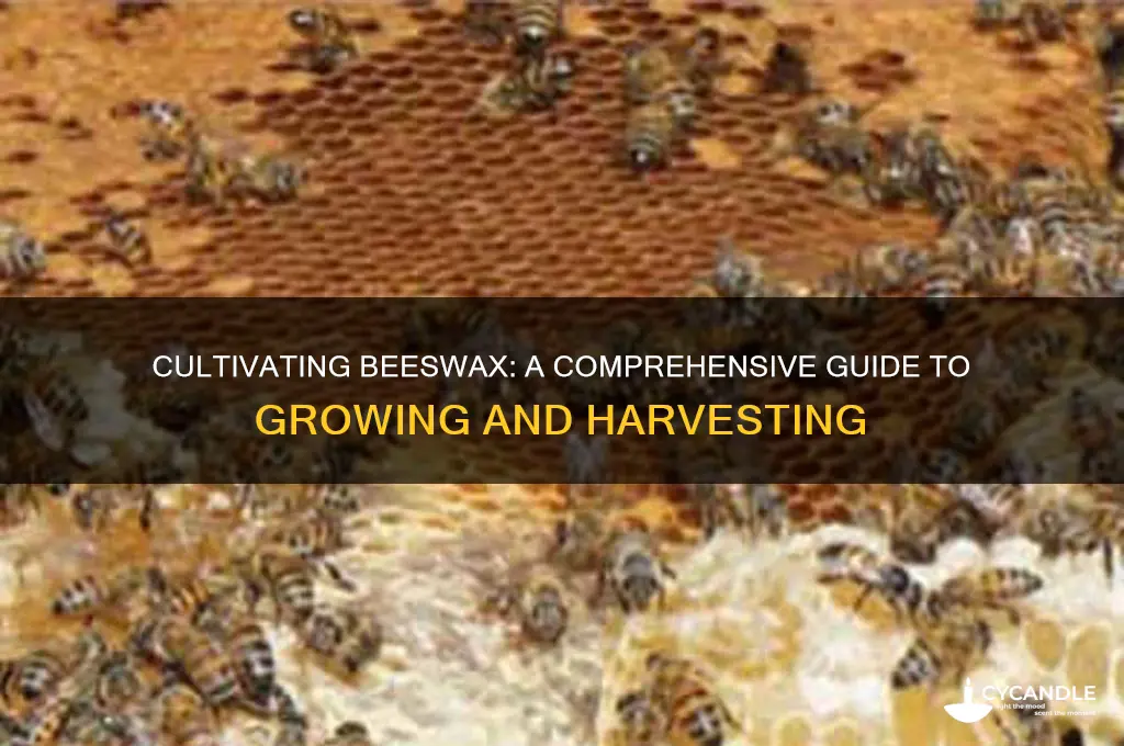 how to grow beeswax