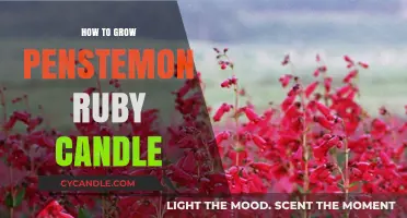 The Ruby Candle Penstemon: A Comprehensive Growing Guide