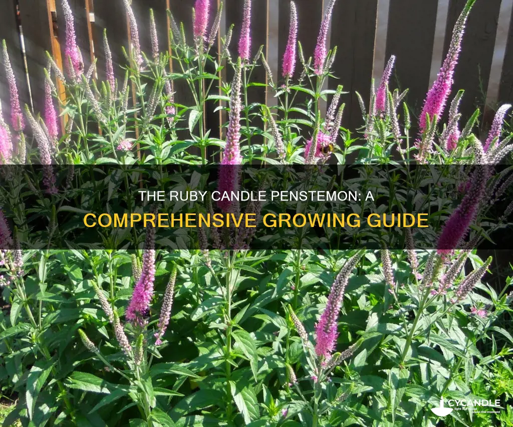 how to grow penstemon ruby candle