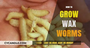 Cultivating Wax Worms: A Comprehensive Guide for Beginners