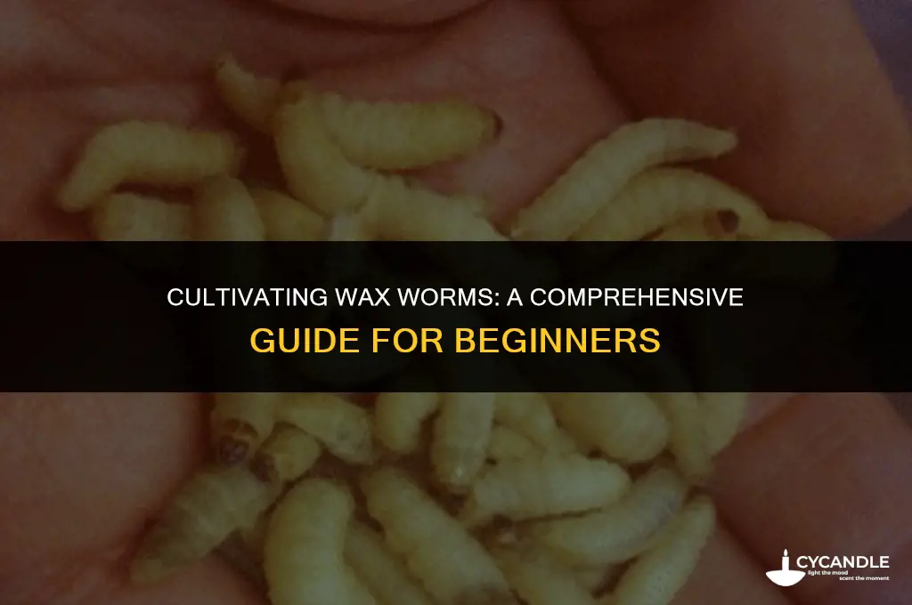 how to grow wax worms