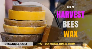 Sustainable Beekeeping: A Step-by-Step Guide to Harvesting Beeswax