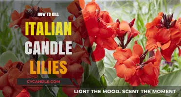 Eradicating Italian Candle Lilies: A Step-by-Step Guide