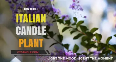 Destroying Italian Candle Plants: A Step-by-Step Guide
