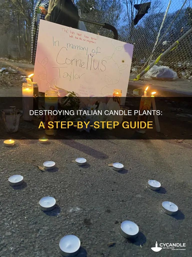 how to kill italian candle plant