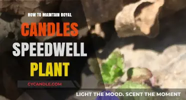 Caring for Royal Candles Speedwell: Tips and Tricks