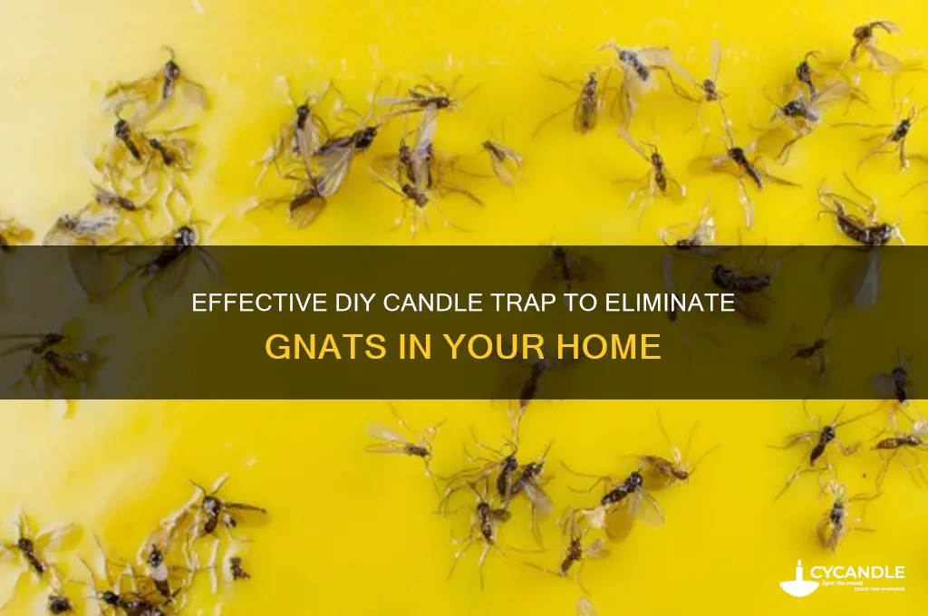 how to make a candle trap for gnats