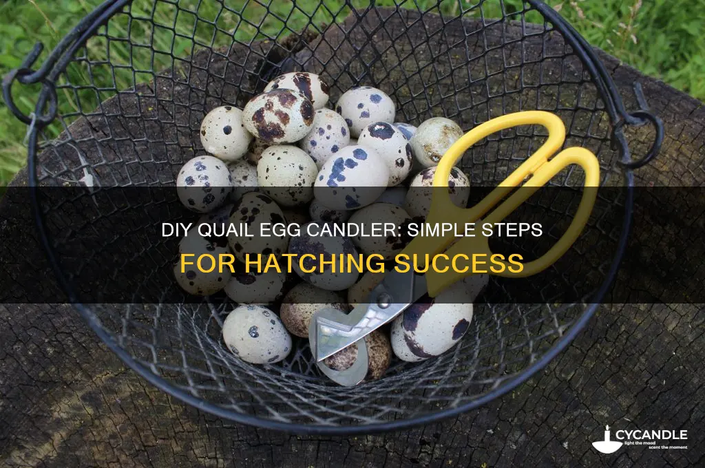 how to make a candler for quail eggs