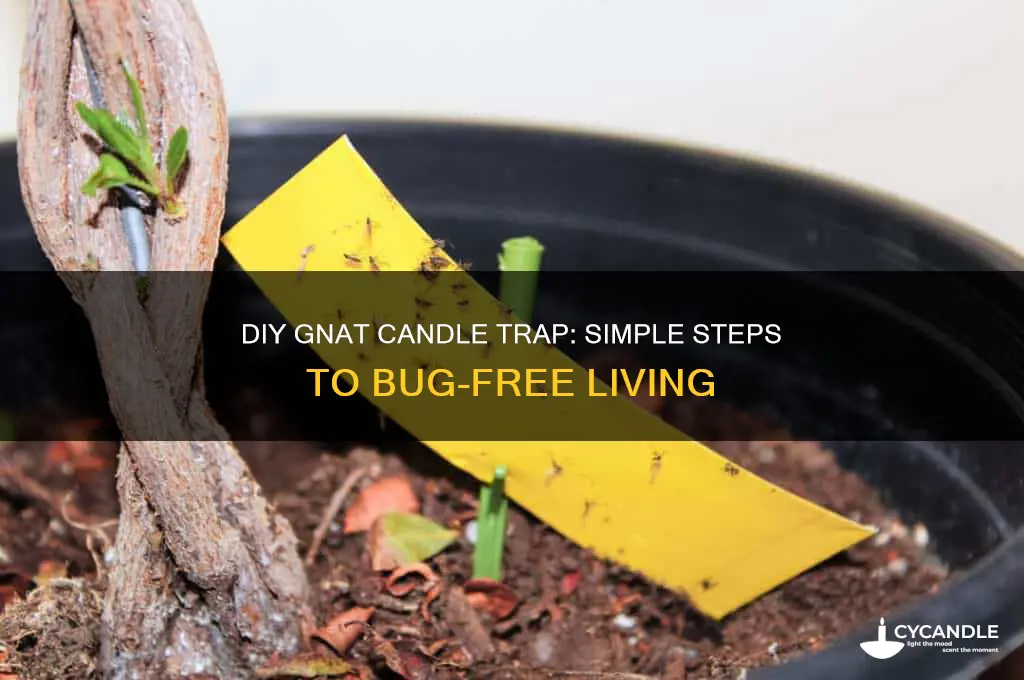 how to make a gnat candle trap