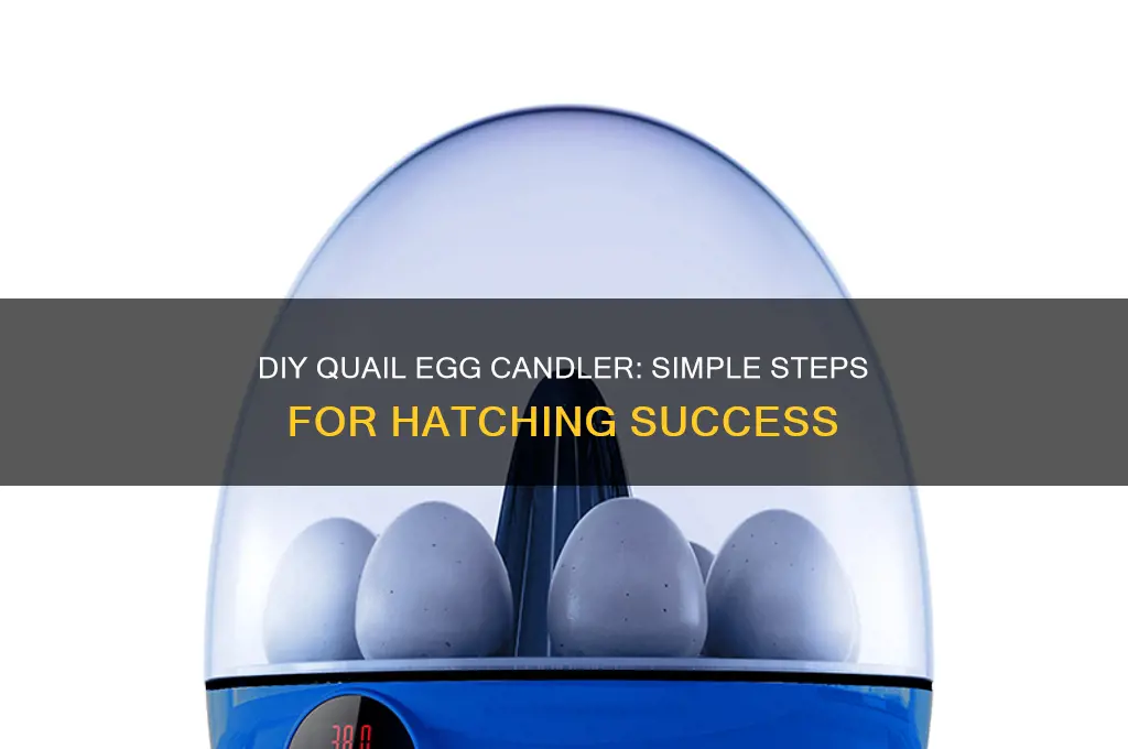 how to make a quail egg candler
