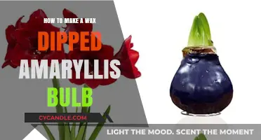Crafting Wax-Dipped Amaryllis Bulbs: A Step-by-Step DIY Guide