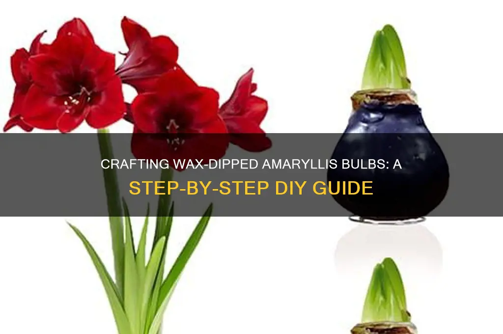 how to make a wax dipped amaryllis bulb