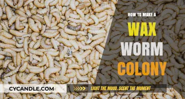 Creating a Thriving Wax Worm Colony: A Step-by-Step Guide