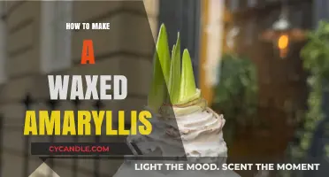 Crafting a Waxed Amaryllis: Simple Steps for Long-Lasting Blooms