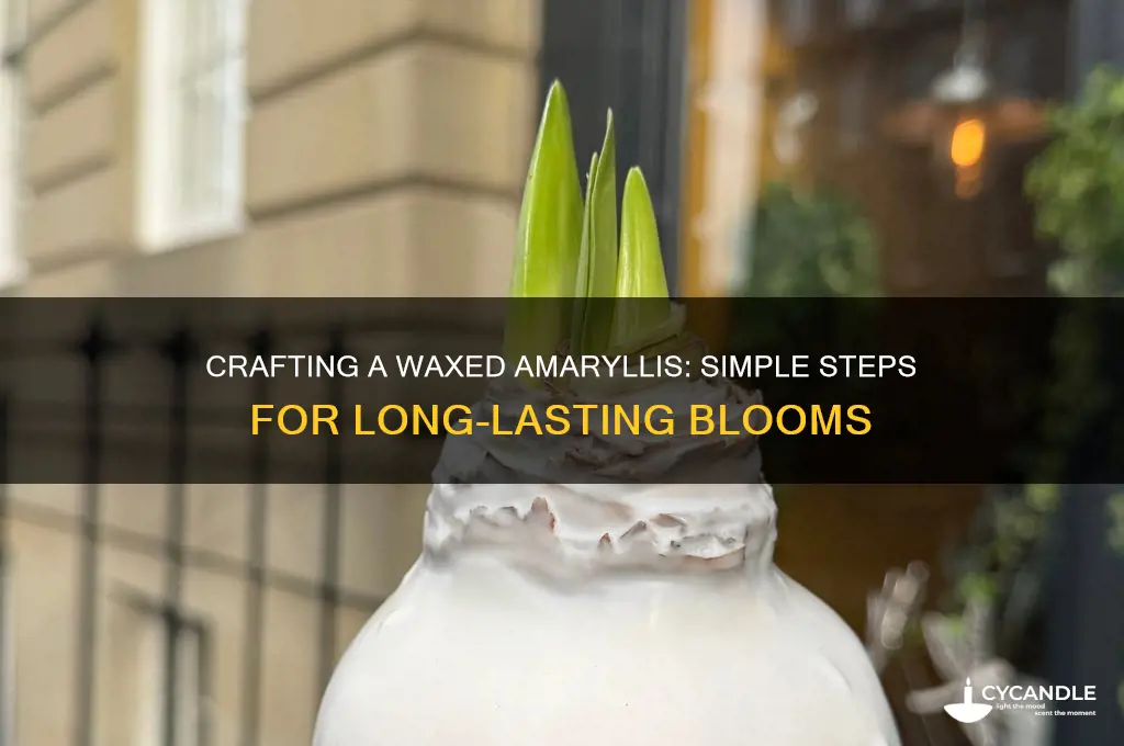 how to make a waxed amaryllis