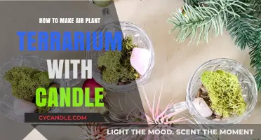 Create a Glowing Air Plant Terrarium with Candle DIY Guide