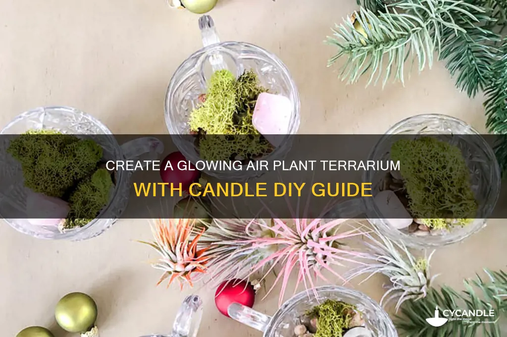 how to make air plant terrarium with candle