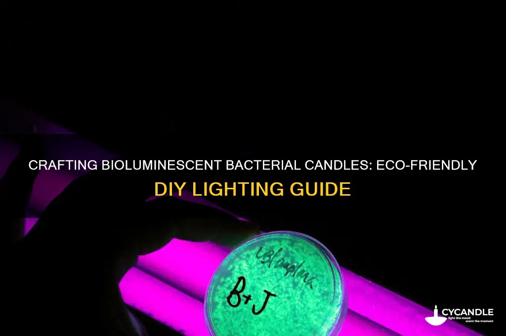 how to make candles made of bacteria from