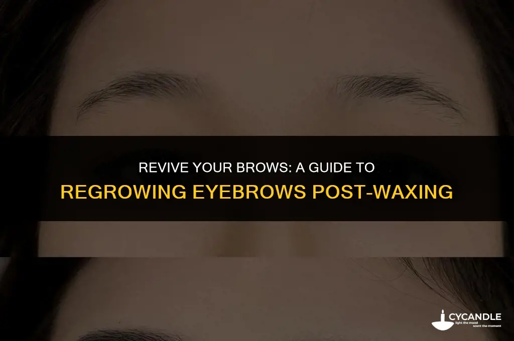how to make eyebrows grow back after waxing