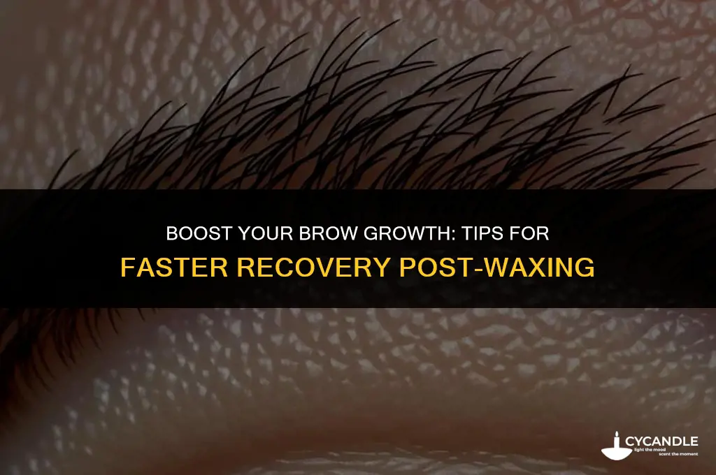 how to make eyebrows grow faster after waxing