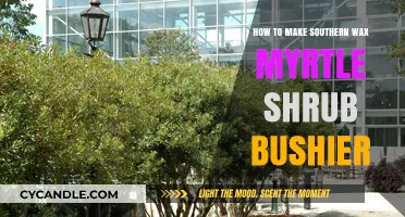 Cultivating a Fuller Southern Wax Myrtle: Tips for a Bushier Shrub