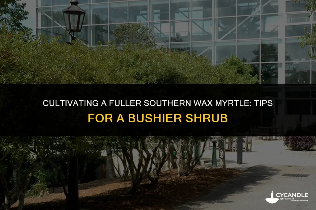how to make southern wax myrtle shrub bushier
