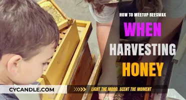 Harvesting Honey: Tips for Meeting Beeswax During the Process