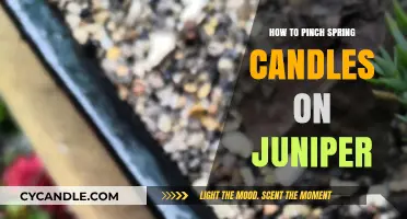 Pinching Spring Candles on Junipers: A Step-by-Step Guide