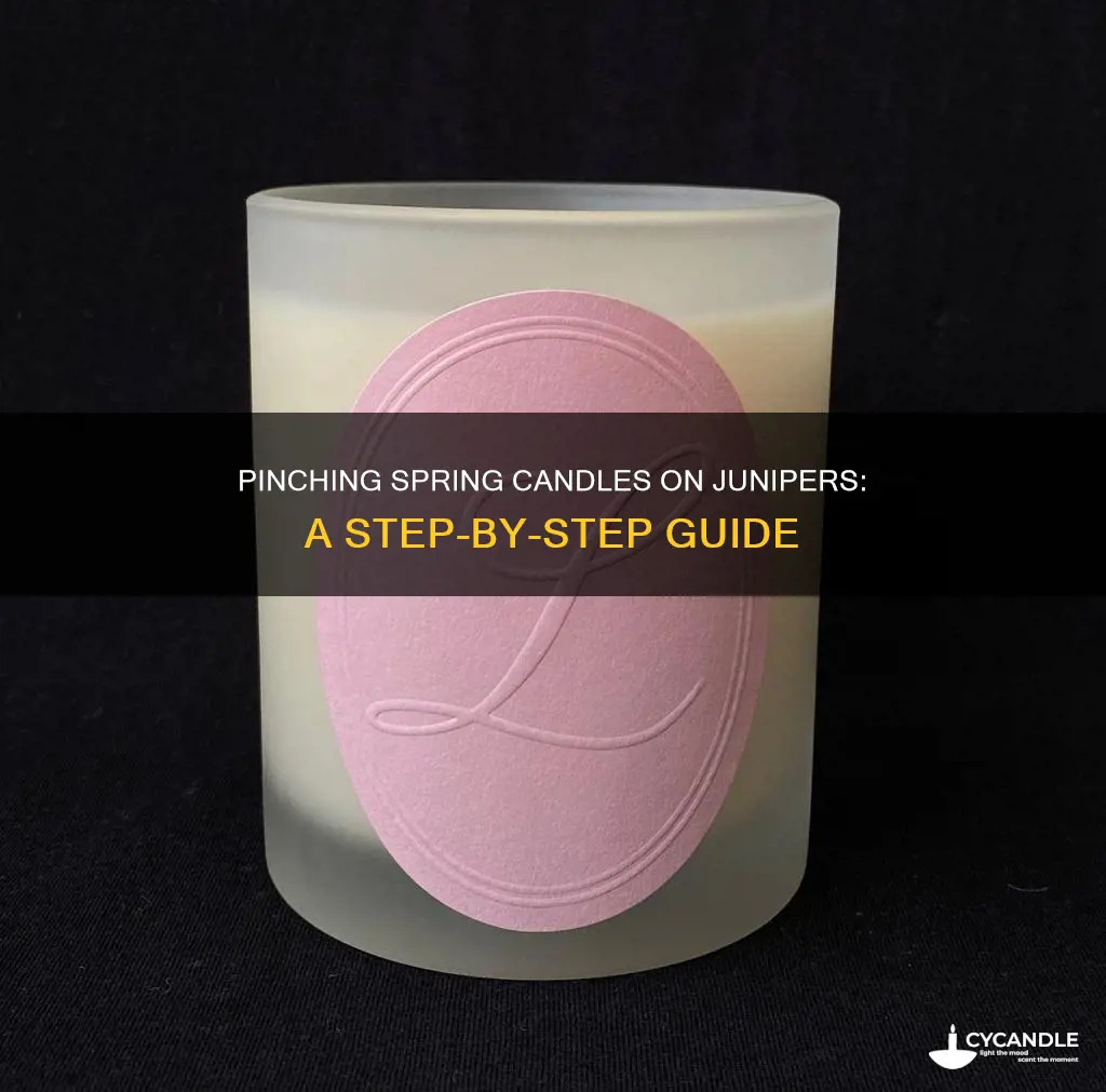 how to pinch spring candles on juniper