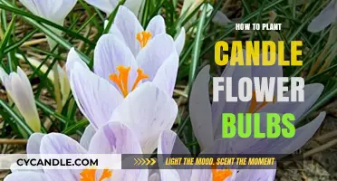 Planting Candle Flower Bulbs: A Step-by-Step Guide