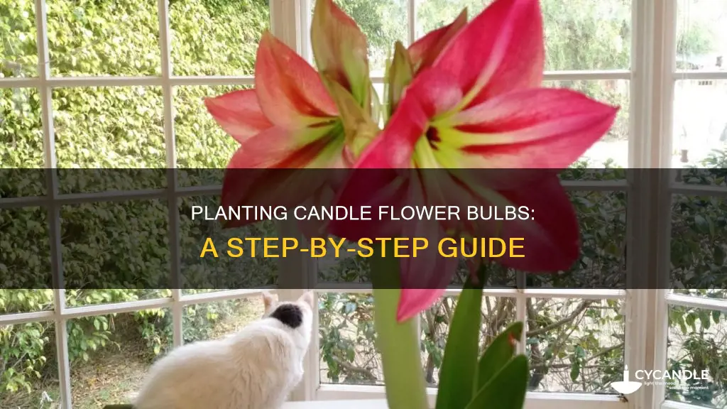 how to plant candle flower bulbs