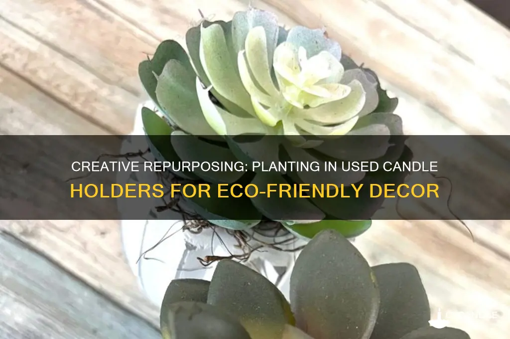 how to plant in used candle holders