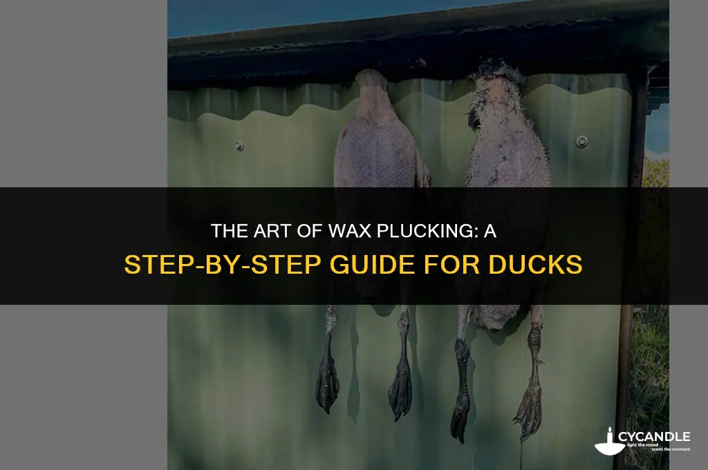 how to pluck a duck using wax
