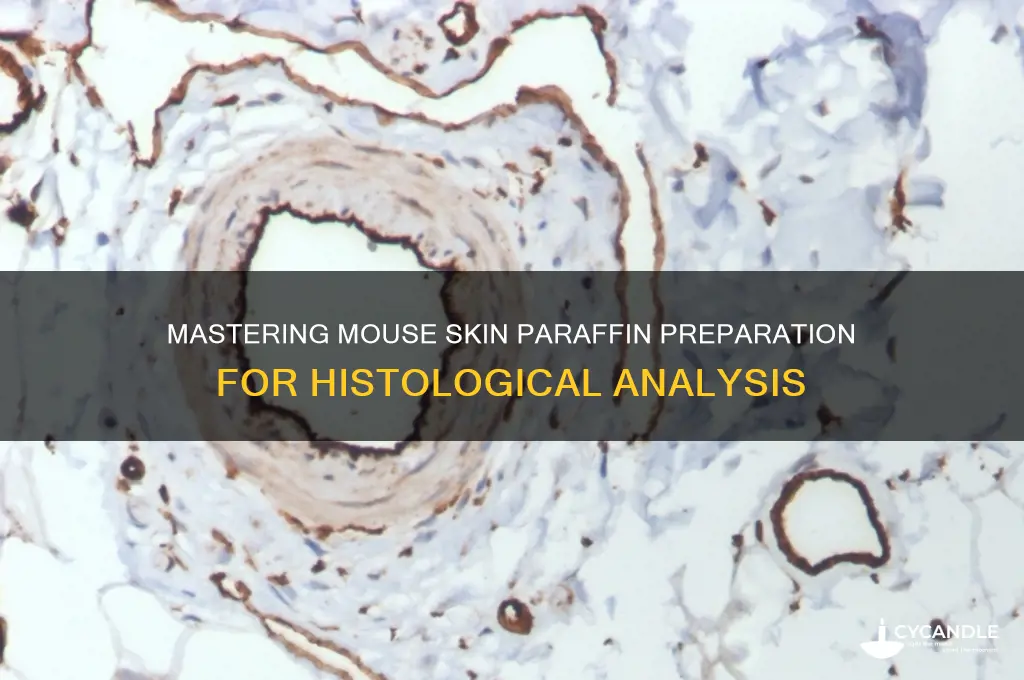 how to prepare mouse skin in paraffin for histology