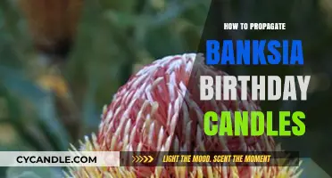 Propagating Banksia Birthday Candles: A Step-by-Step Guide