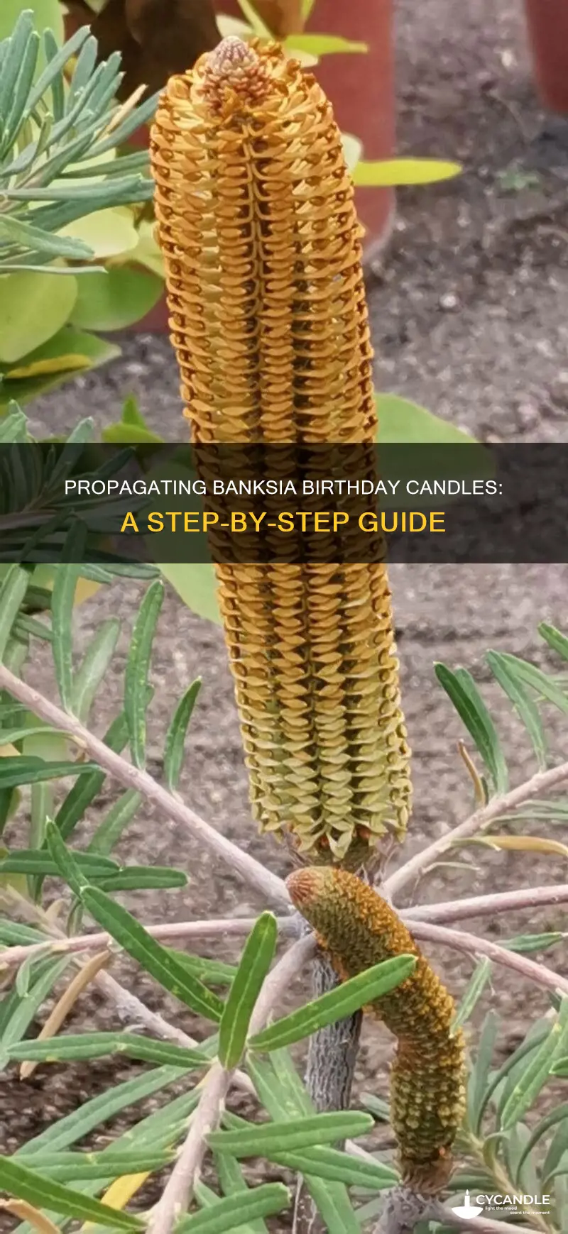 how to propagate banksia birthday candles