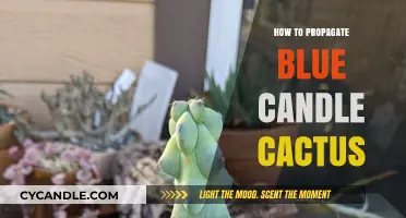 Propagating Blue Candle Cactus: A Step-by-Step Guide