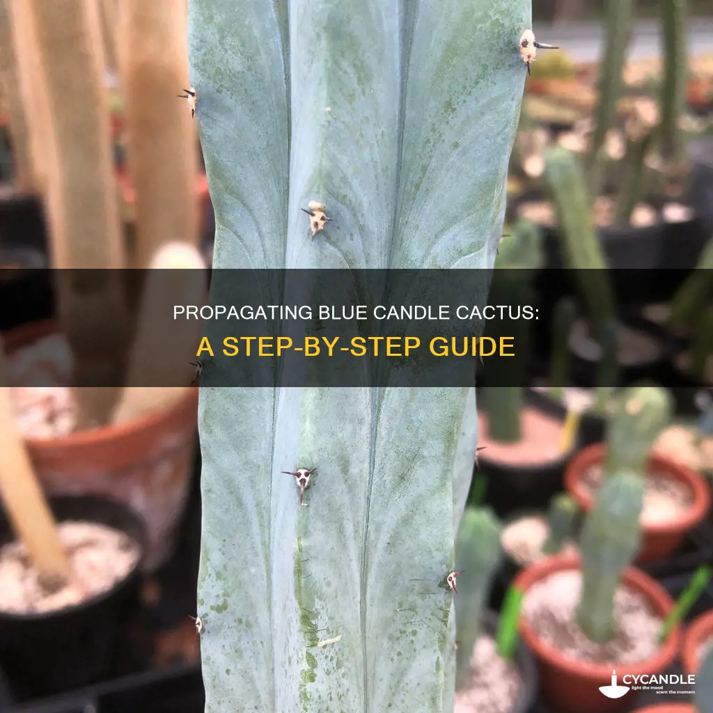 how to propagate blue candle cactus
