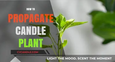 Propagating the Candle Plant: A Step-by-Step Guide