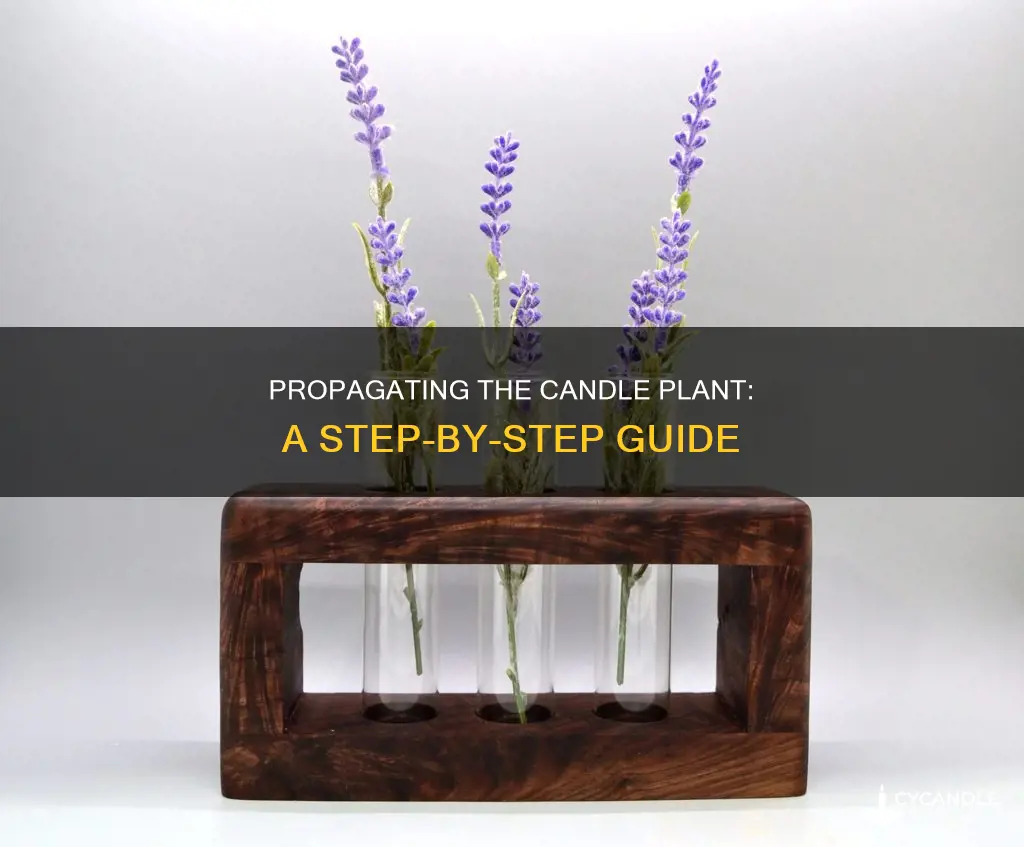 how to propagate candle plant