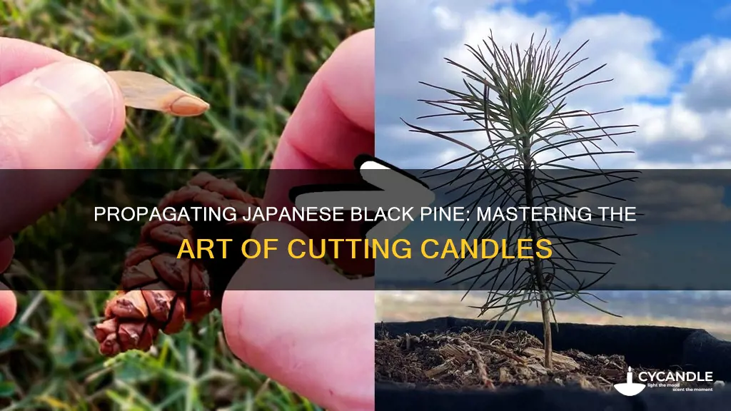 how to propagate japanese black pine candles from cuttings