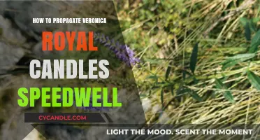 Propagating Veronica Royal Candles: An Easy Guide