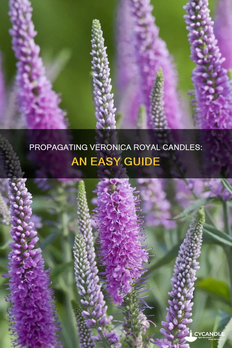 how to propagate veronica royal candles speedwell
