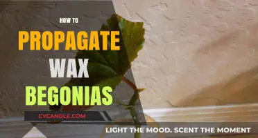 Effortless Propagation: A Beginner's Guide to Wax Begonias