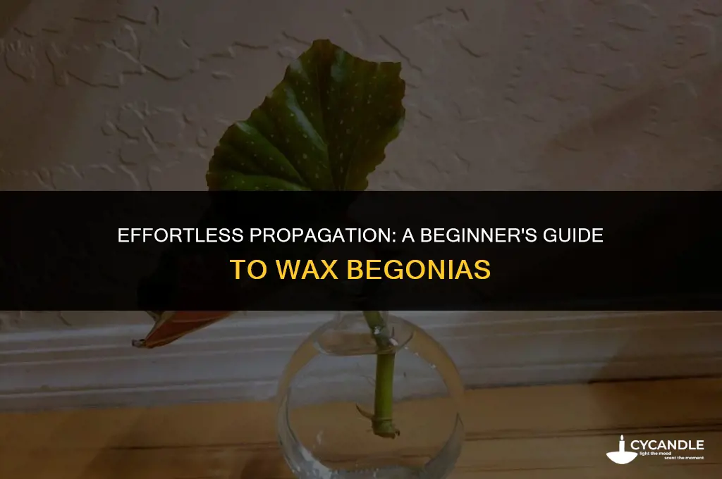 how to propagate wax begonias